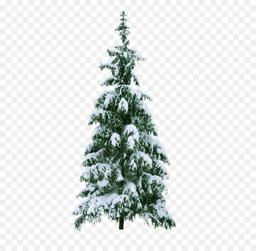 новогодняя елка，Рождественская елка PNG