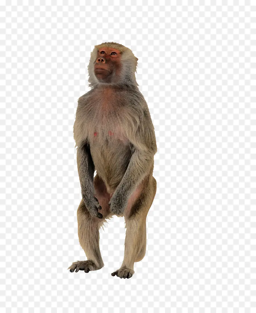 макаки，обезьяна PNG