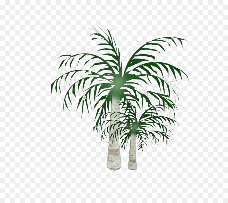 Arecaceae，кокосовое PNG