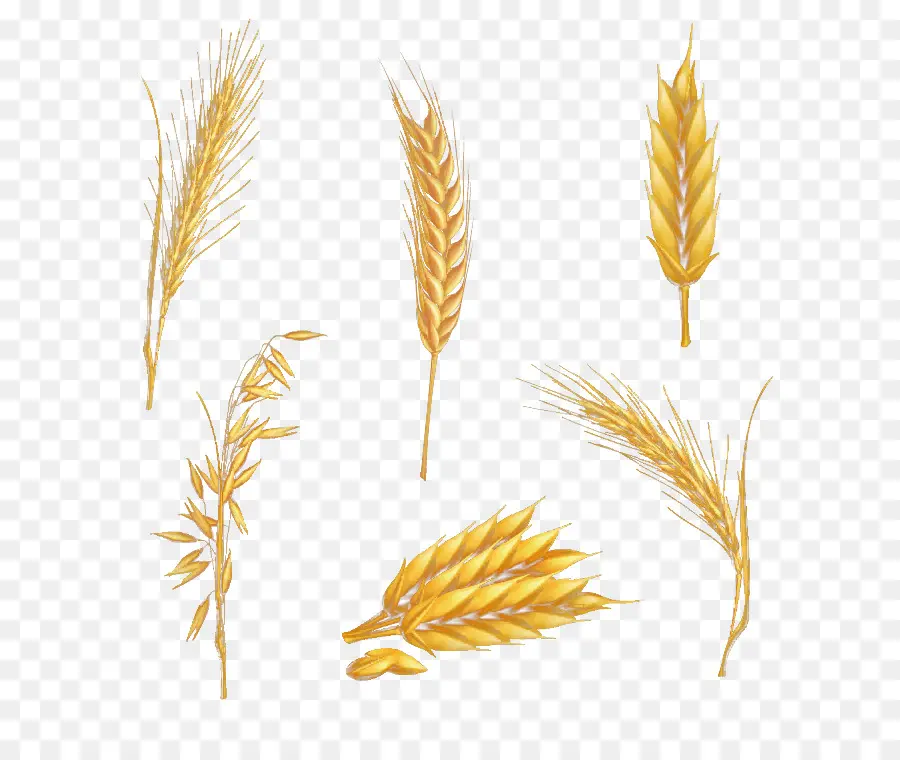 рисунок，пшеницы PNG