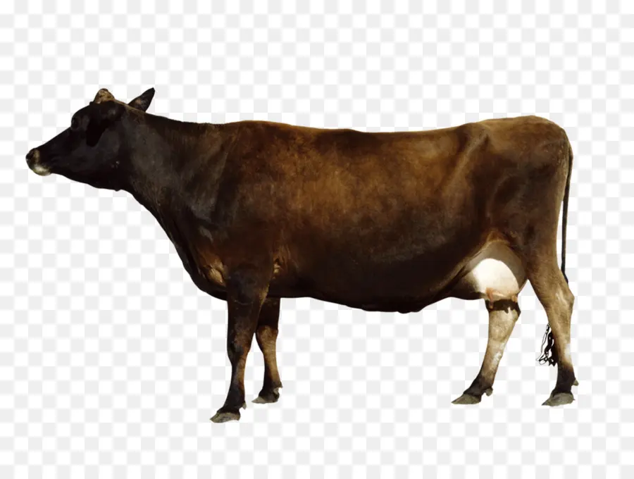 крупный рогатый скот，водяного буйвола PNG