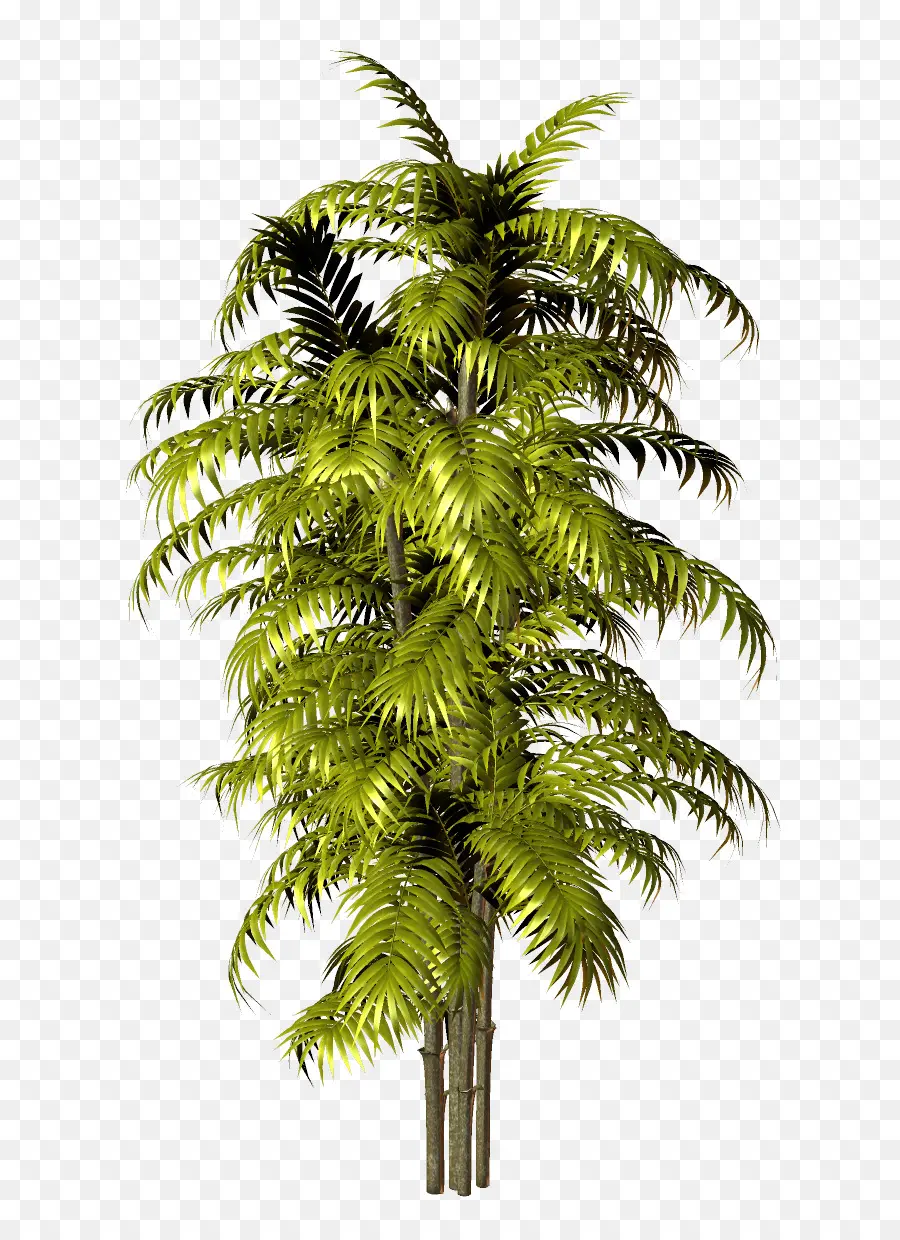 Arecaceae，дерево PNG