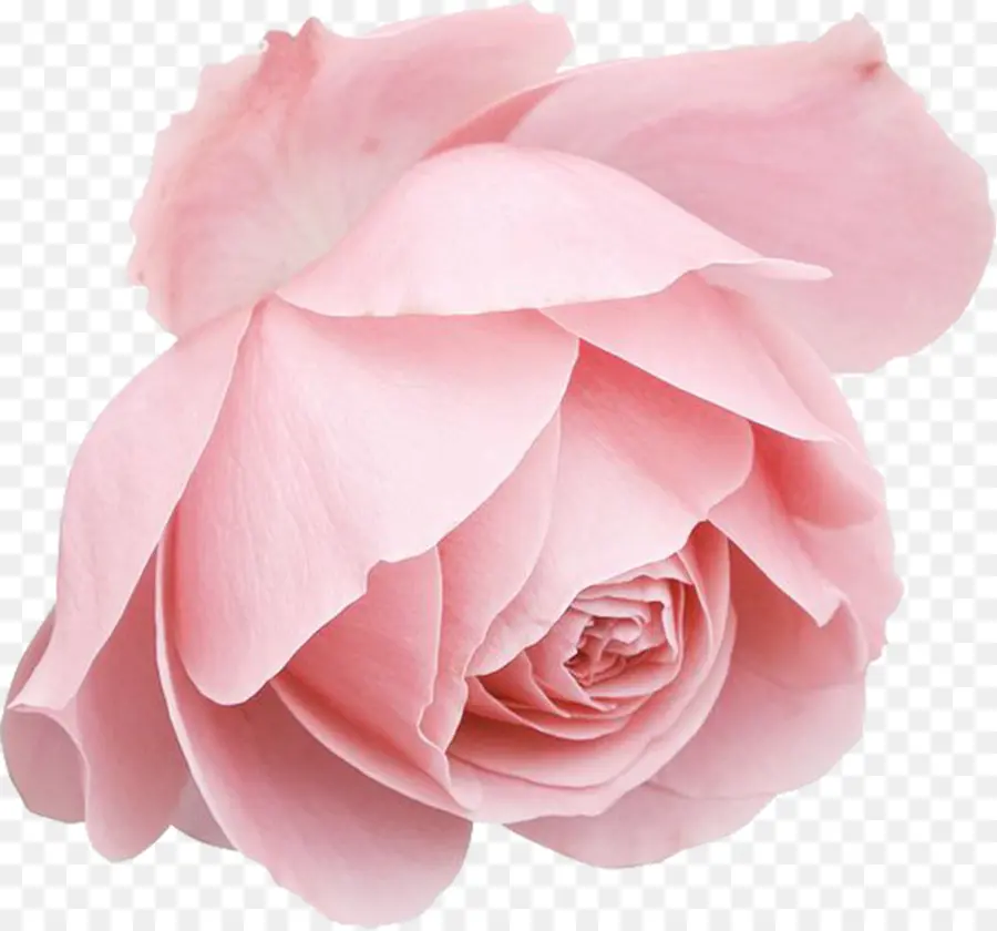 роза，голубая роза PNG