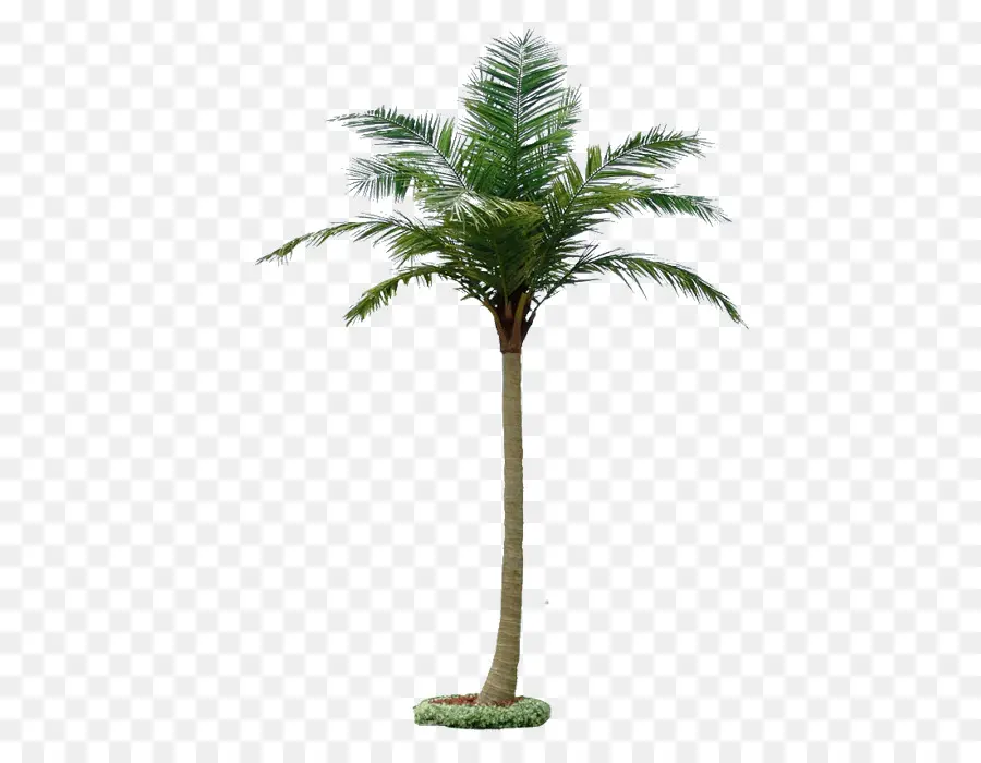 кокосовое，дерево PNG