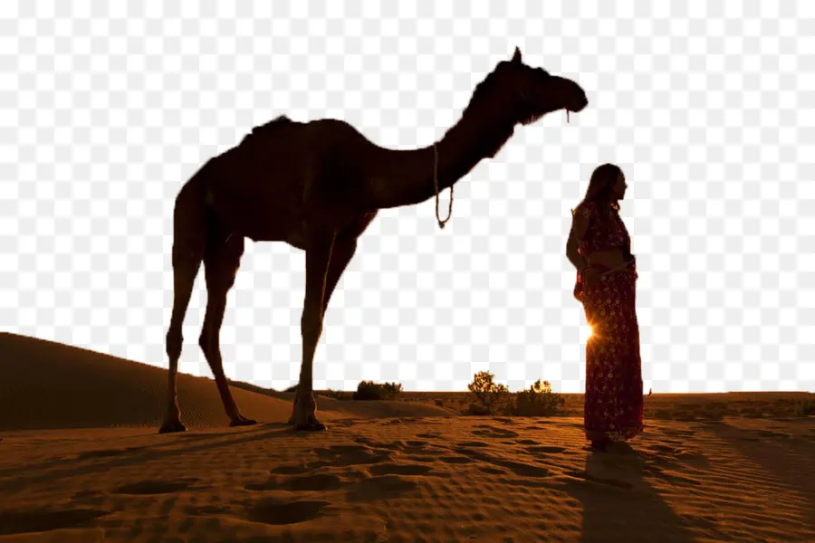 Thar Desert，Bactrian Camel PNG