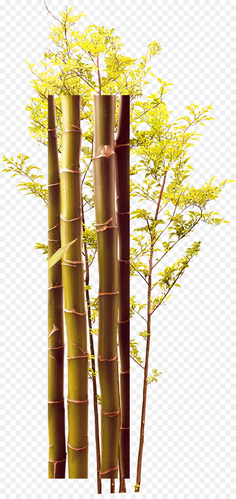 прутик，бамбук PNG