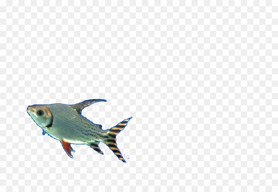 рыбы，дизайнер PNG