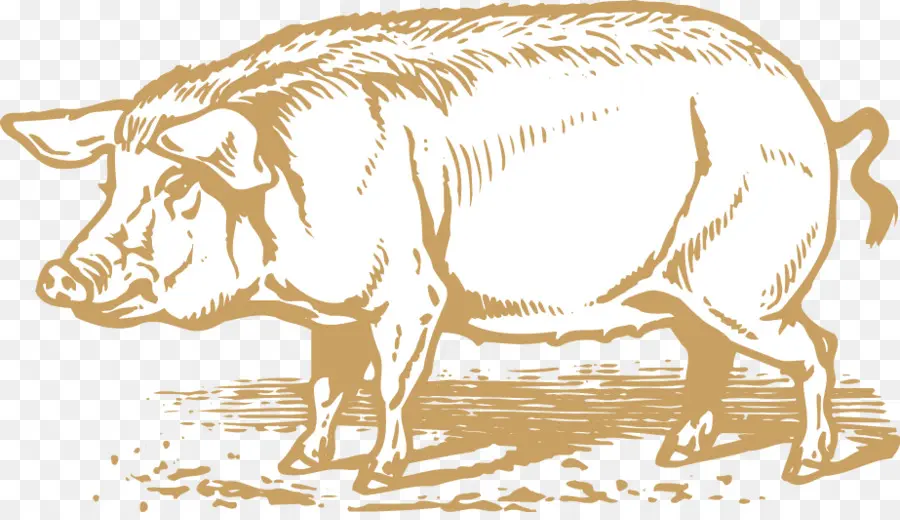 домашняя свинья，крупный рогатый скот PNG