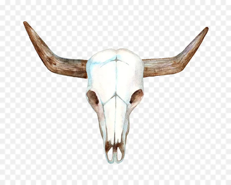 техасский лонгхорн，коровы череп красный белый и синий PNG