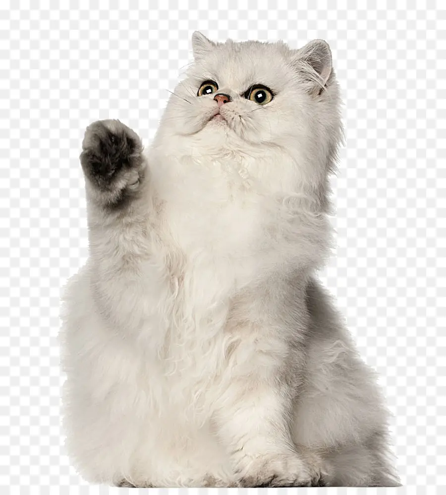 Белый Кот，кошачий PNG