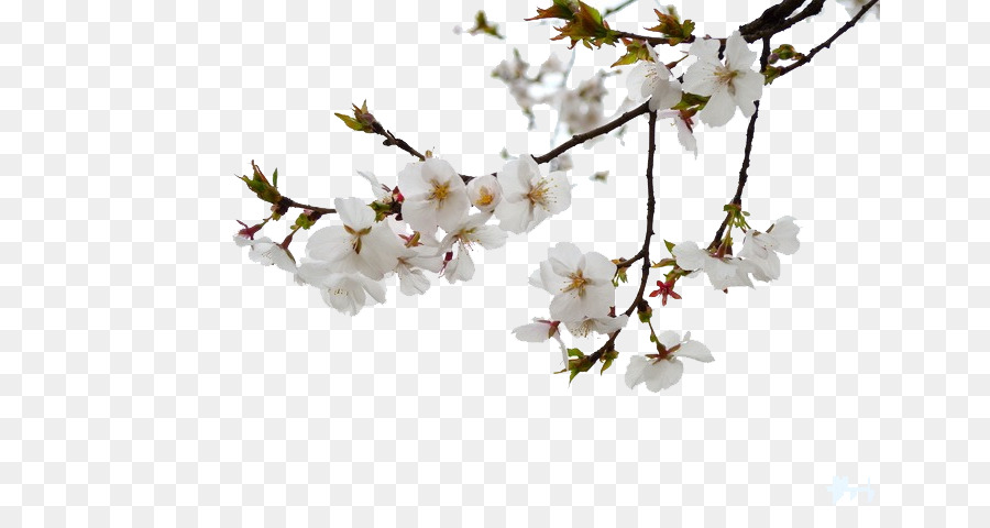 White blossoms. Ветка цветов. Ветка яблони. Ветка урюка. Цветущее дерево на белом фоне.