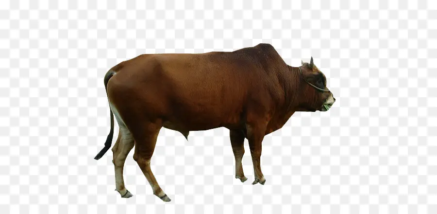 крупный рогатый скот，молочный скот PNG