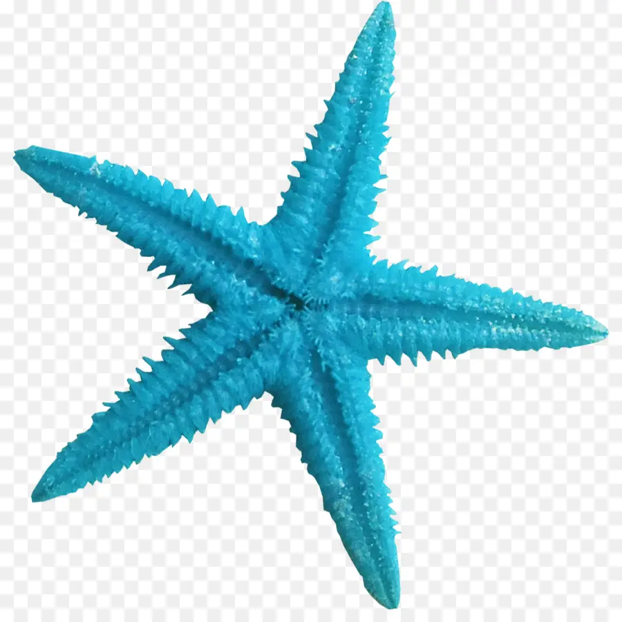 морская звезда，синий PNG