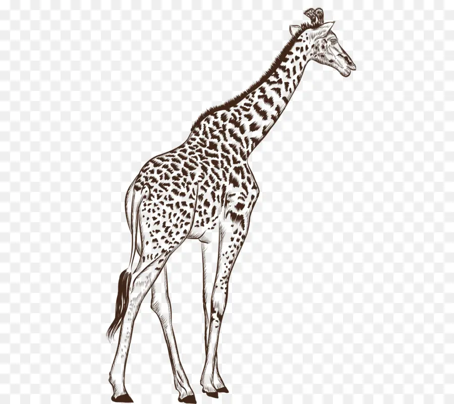 Северный жираф，черный и белый PNG
