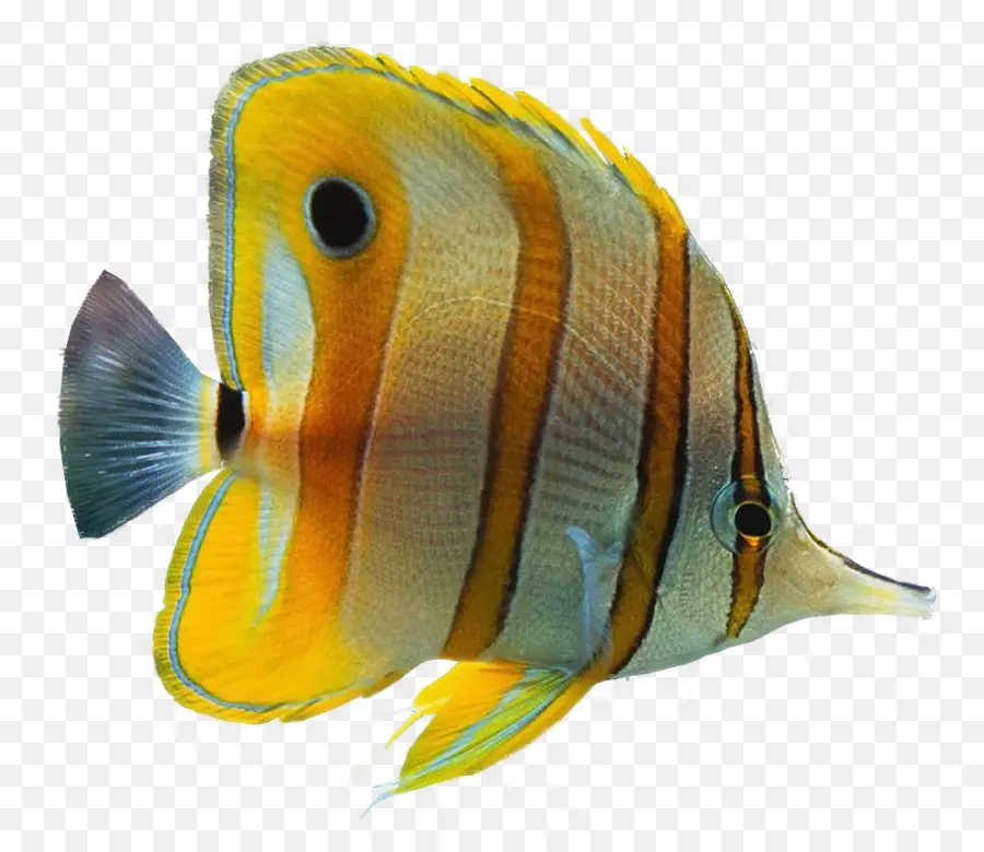 рыбы，декоративных рыб PNG