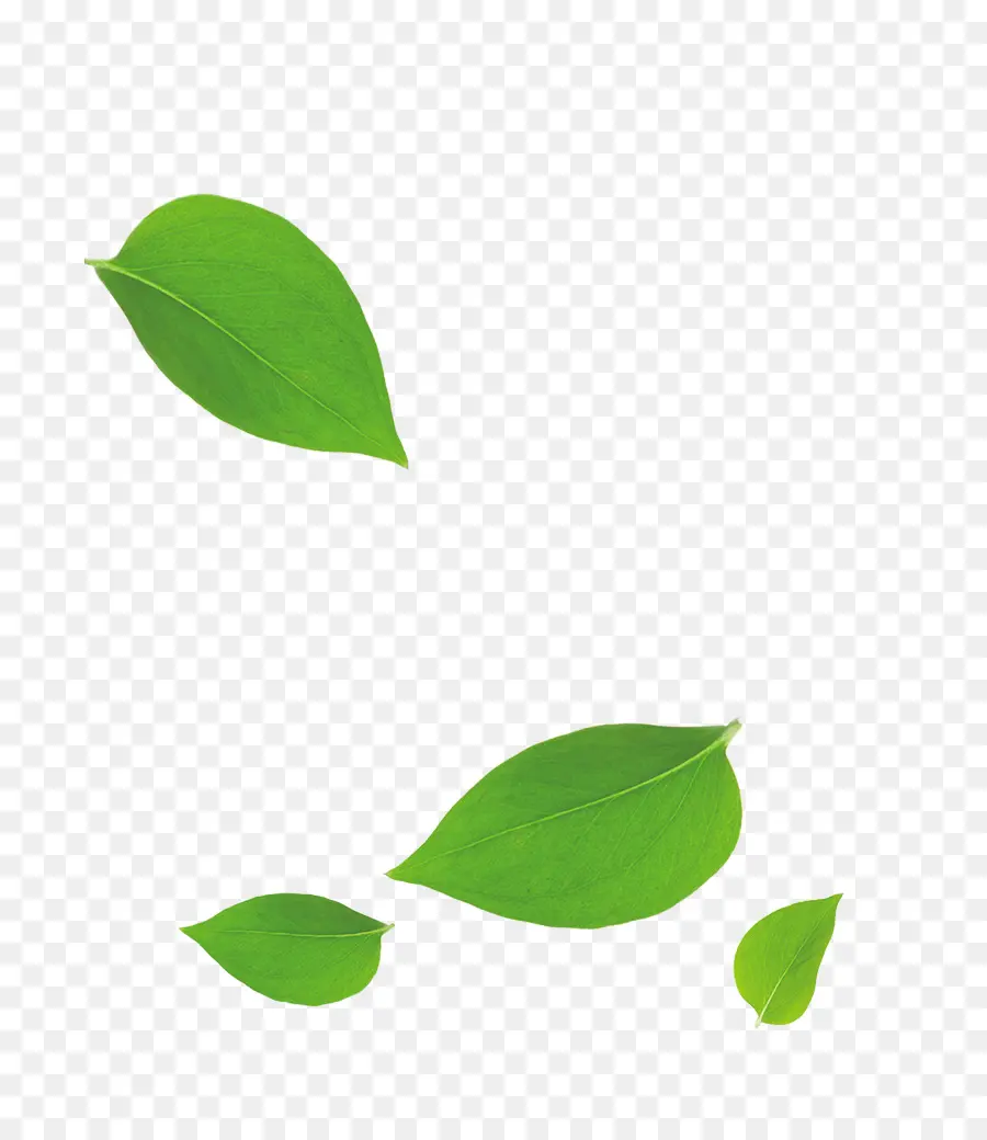 лист，бамбук PNG