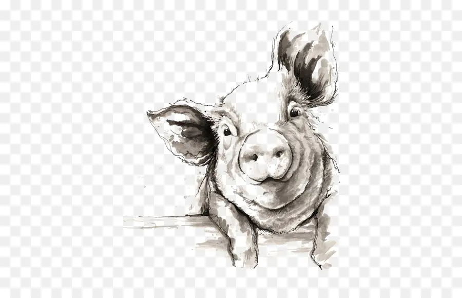 домашняя свинья，рисунок PNG