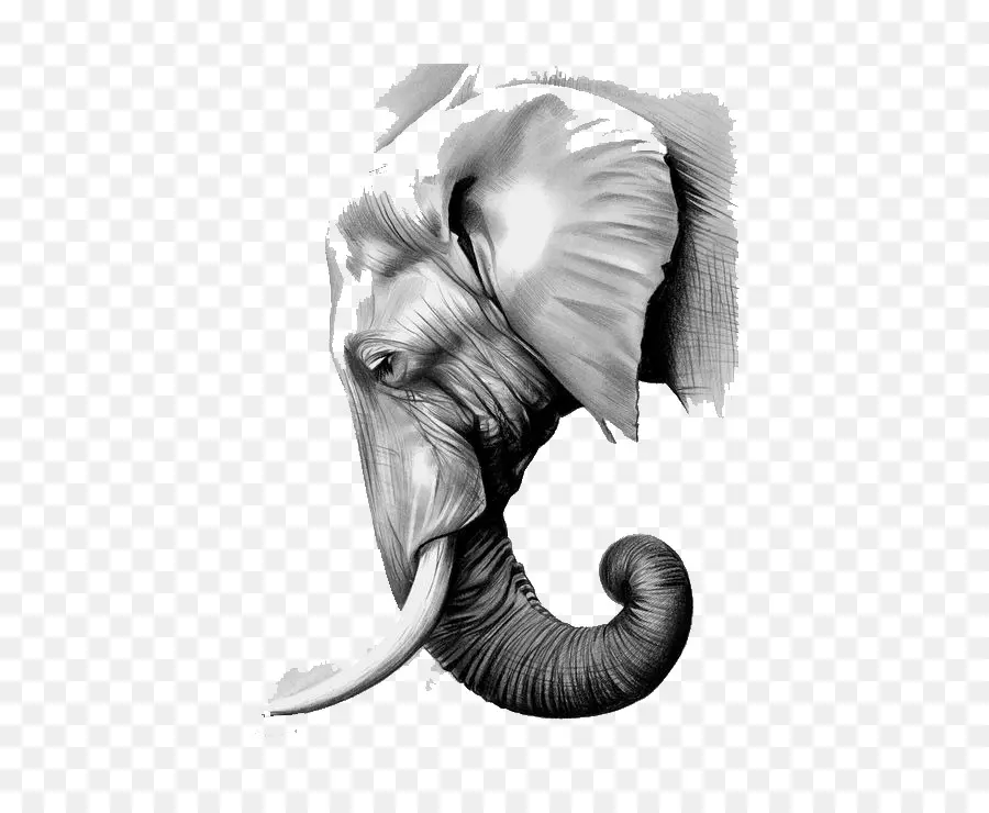 слоны，слон PNG