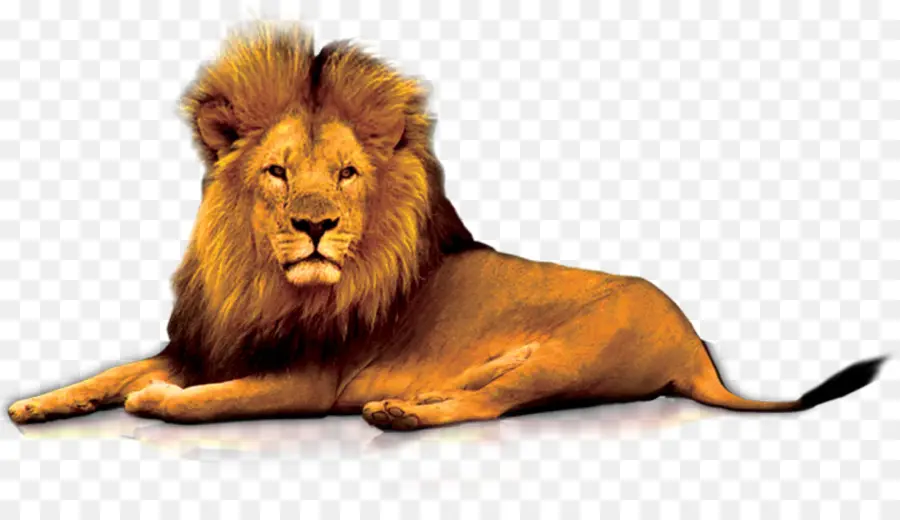 Лев，львиные ворота PNG