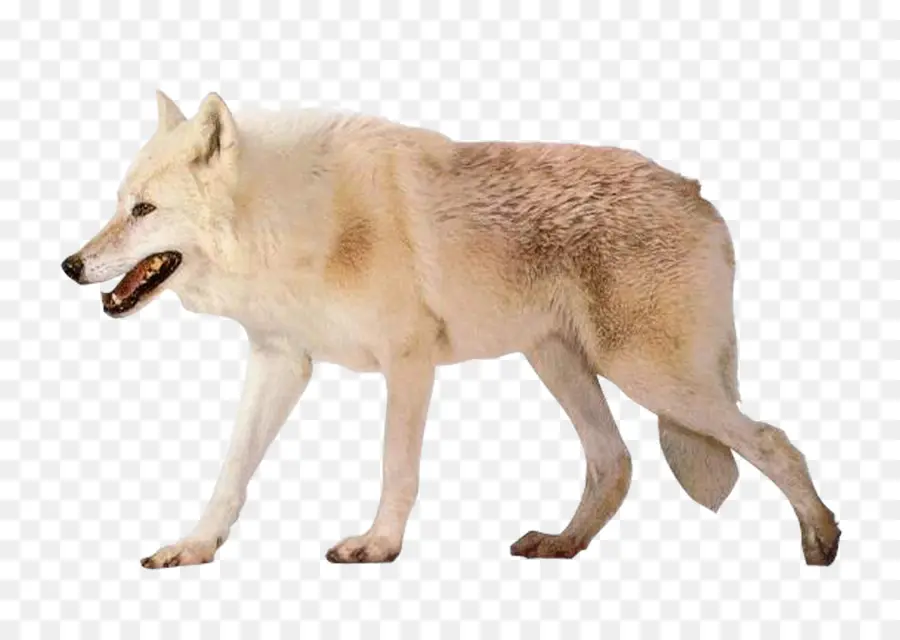 чехословацкий влчак，арктический волк PNG