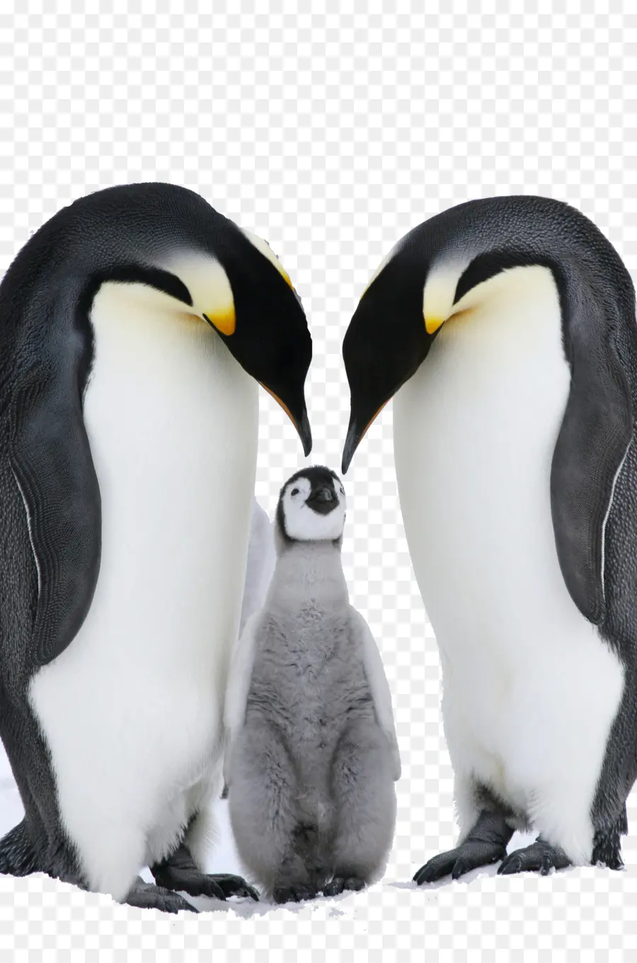 Антарктида，пингвин PNG
