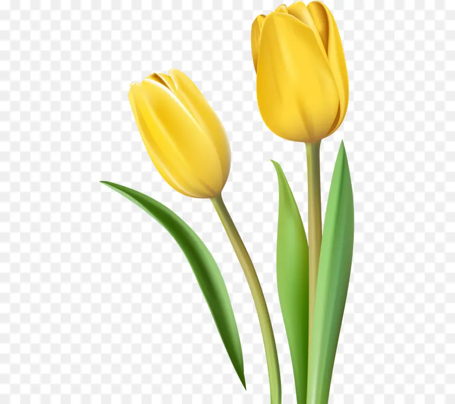 тюльпан，желтый PNG