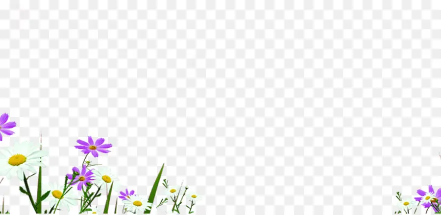 хризантема Indicum，фиолетовый PNG
