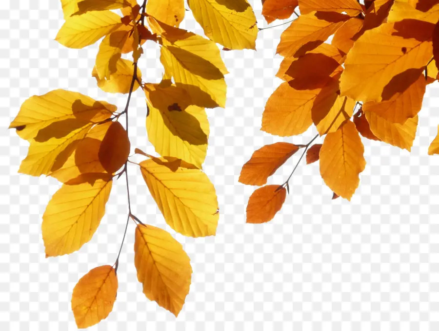 европейский бук，осенняя окраска листьев PNG