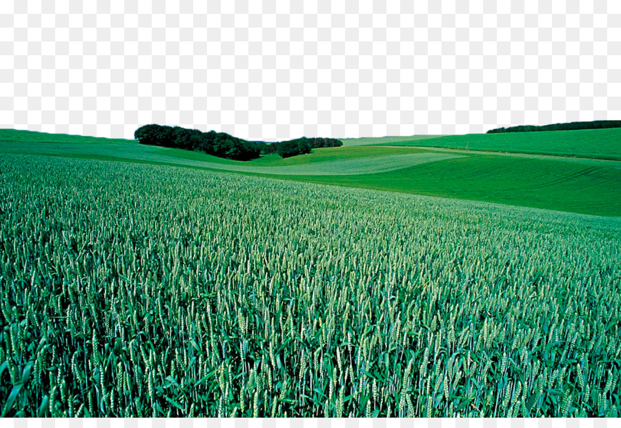 пшеницы，урожай PNG