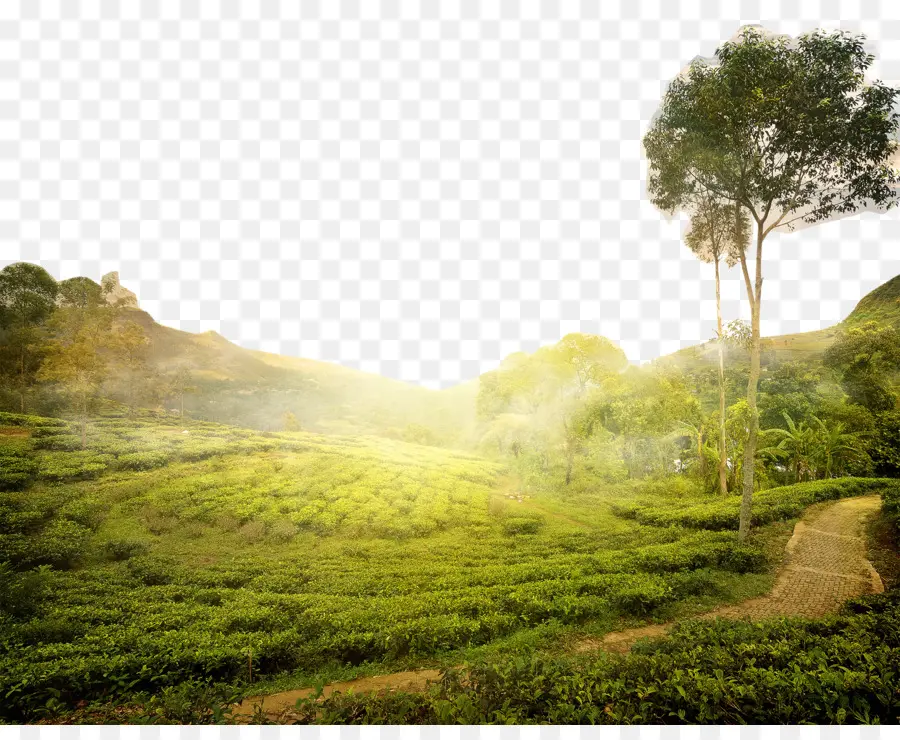чай，Шри Ланка PNG