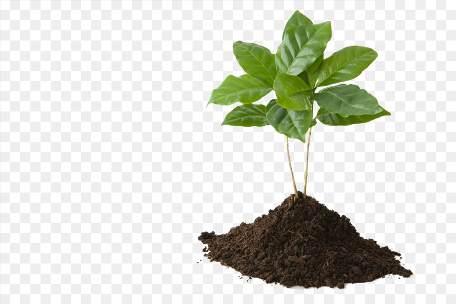 Grow still. Почва фон. Почва PNG. Sapling on Soil. Plant in Soil PNG.