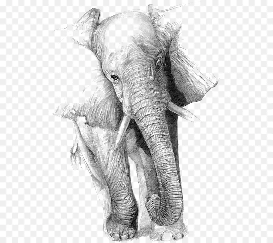 рисунок，слон PNG