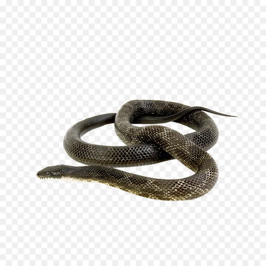 змея，зеленые анаконды PNG
