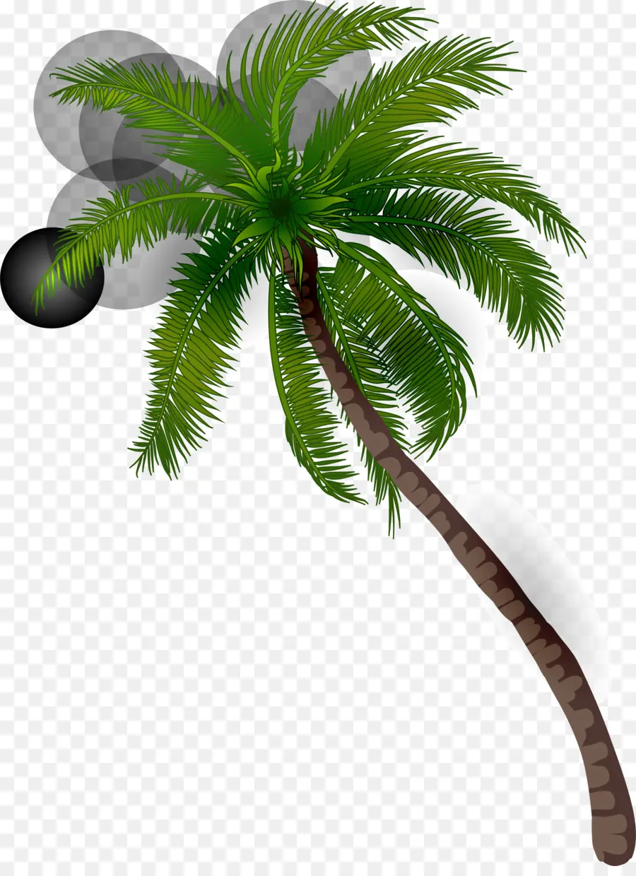 кокосовое，Arecaceae PNG