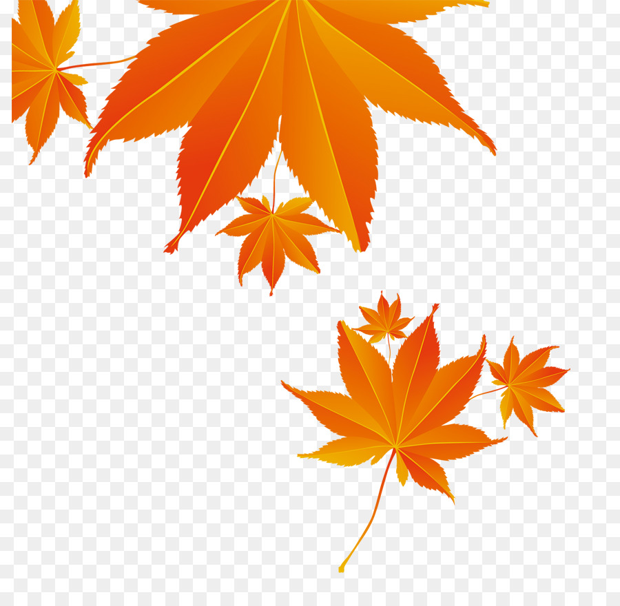 кленовый лист，осень PNG