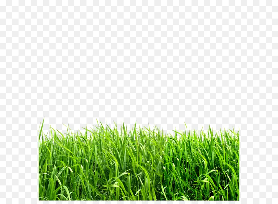 травы，форматы файла изображения PNG