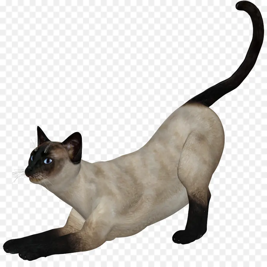 сиамская кошка，тонкинские кошки PNG