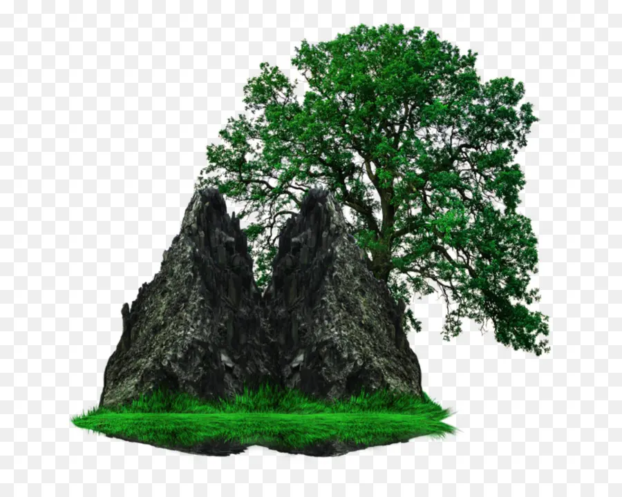 белый дуб，дерево PNG