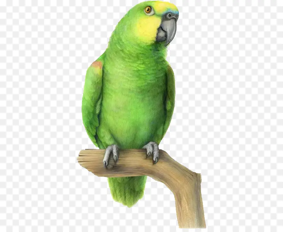 волнистый попугайчик，птица PNG