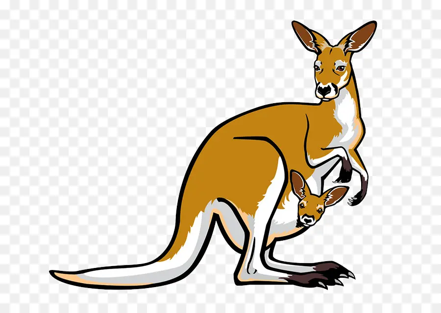 красный кенгуру，кенгуру PNG