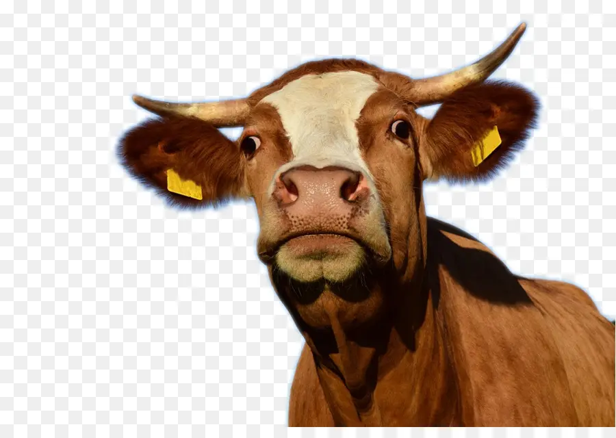 техасский лонгхорн，корова PNG