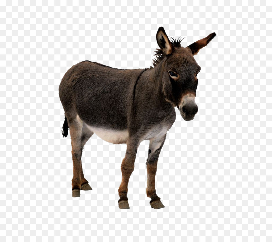 Осел: Зороастрийский гороскоп Kisspng-donkey-clip-art-donkey-5aa24ee649bd19.6844242615205864703021