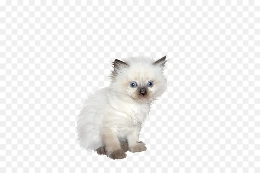 Белый котенок，Милый PNG