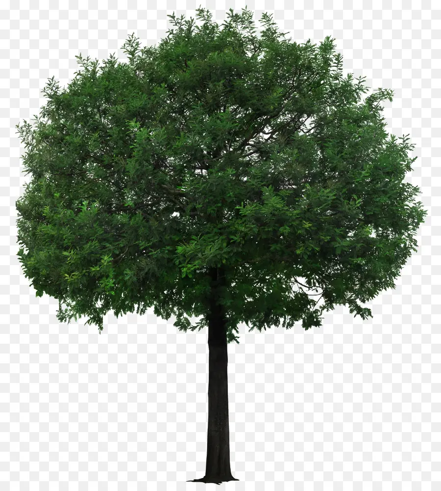 дерево，экологизация PNG