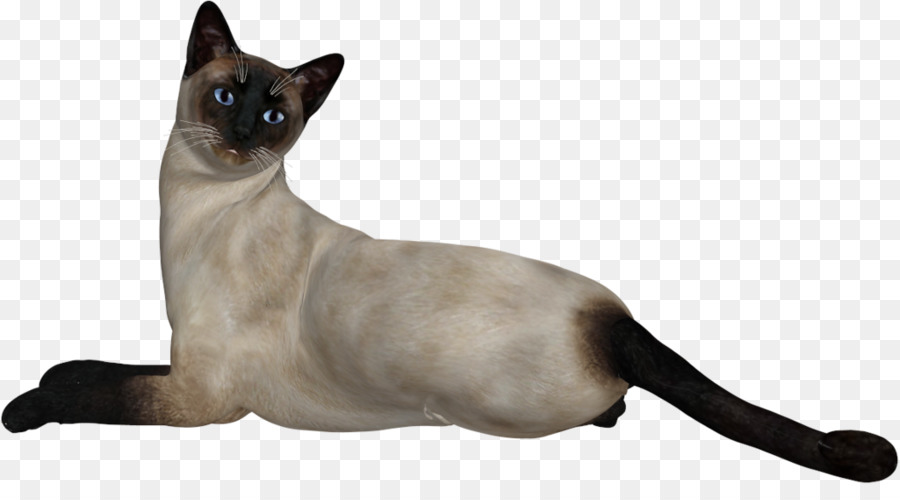 сиамская кошка，врожденная нейросенсорная глухота у кошек PNG