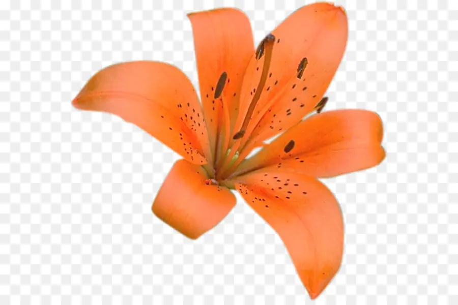цветок，блог PNG
