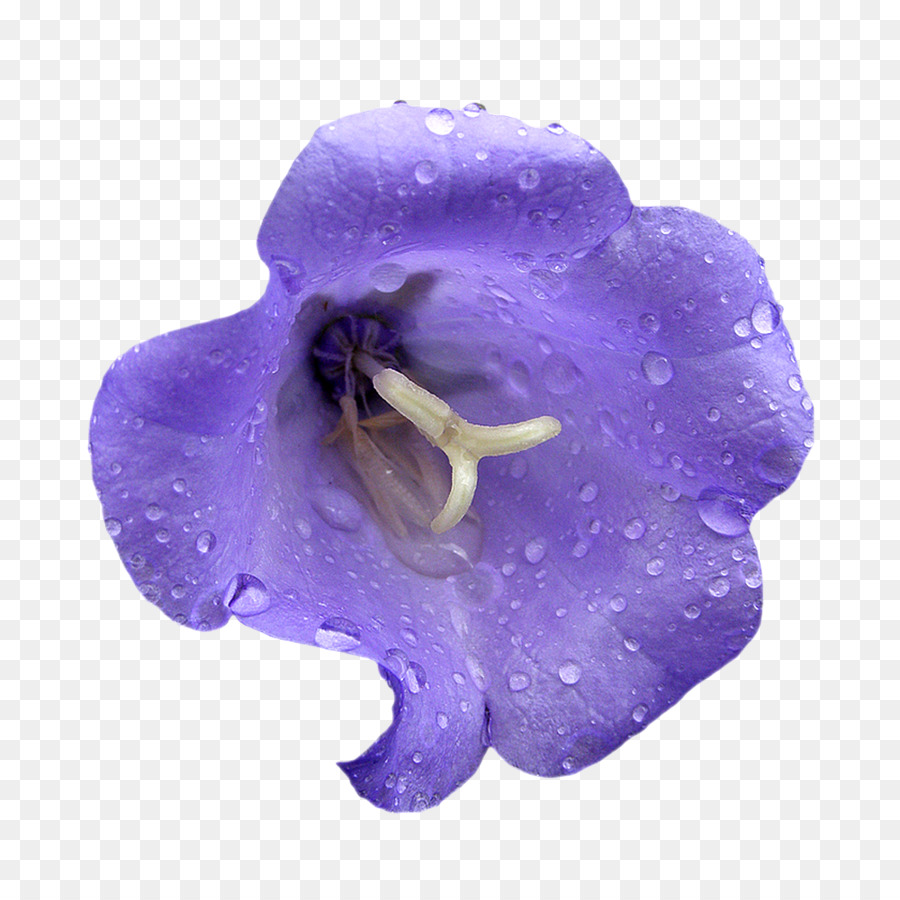 цветок，инкапсулированный Postscript PNG