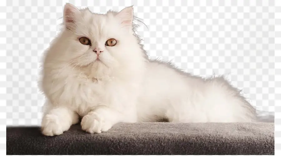 персидская кошка，бенгальская кошка PNG