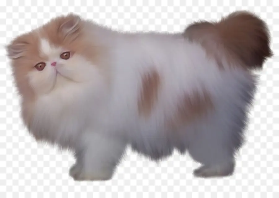 персидская кошка，британской полудлинношерстной группы PNG