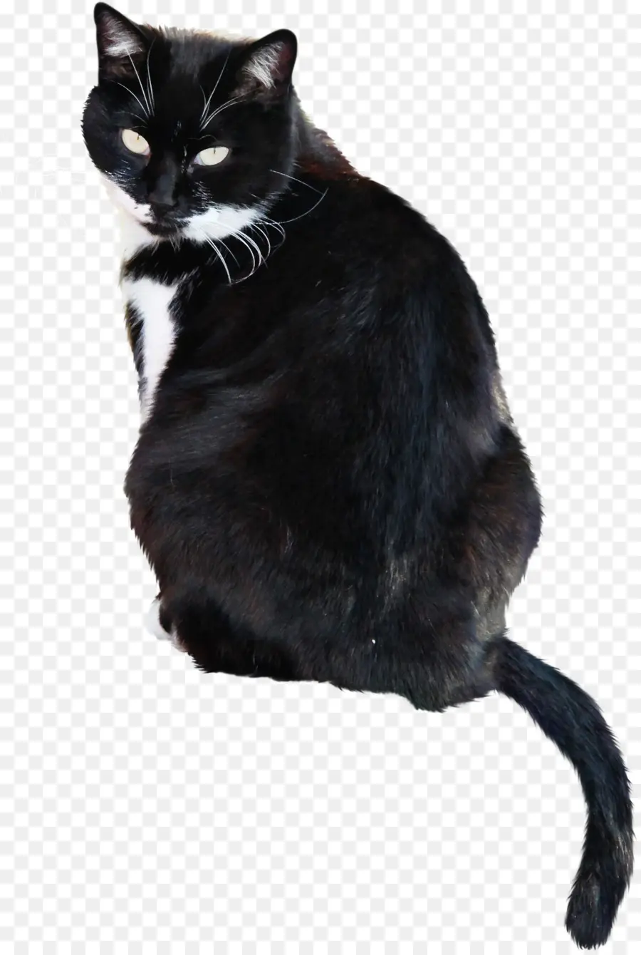 Черно белый кот，сидящий PNG